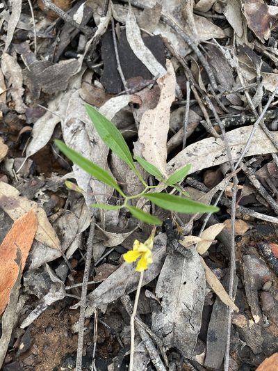 Goodenia delicata, photographed by Marilyn Connell