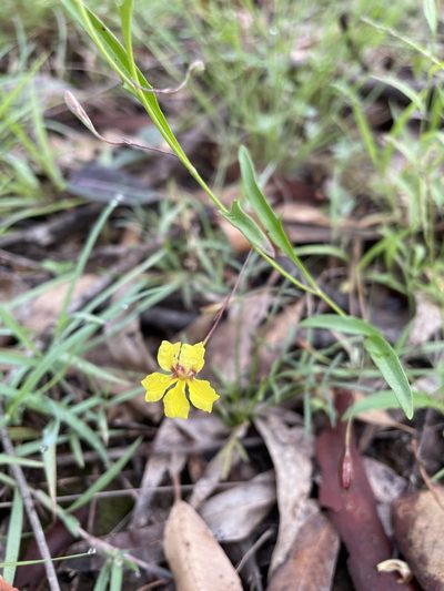 Goodenia delicata, photographed by Marilyn Connell