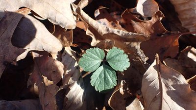 Cardamine angustata, photographed by John Abrams
