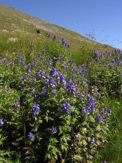 Aconitum nasutum, photographed by Eugene Popov