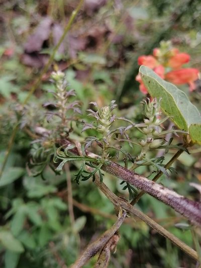 Lamourouxia multifida, photographed by Erick Vélez Sánchez