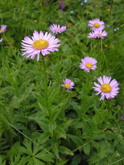 Kemulariella caucasica, photographed by Eugene Popov