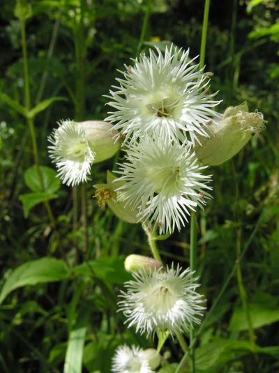 Silene macrophylla, photographed by Eugene Popov