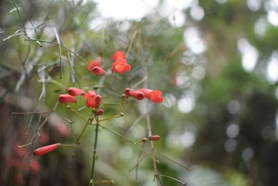 Russelia equisetiformis, photographed by Adriana García Ramírez