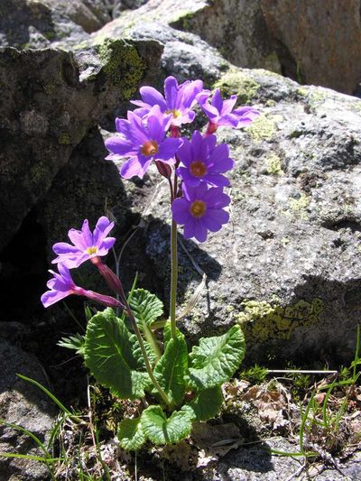 Primula amoena, photographed by Eugene Popov