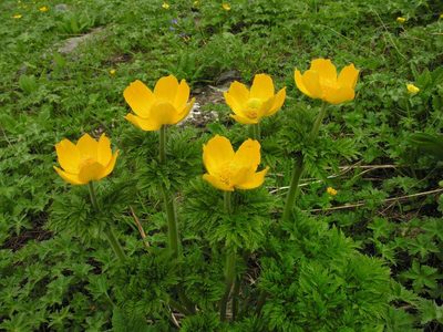 Pulsatilla aurea, photographed by Eugene Popov