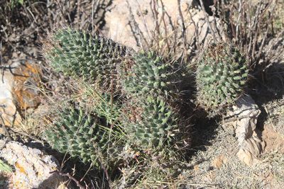 Coryphantha octacantha, photographed by José Belem Hernández Díaz