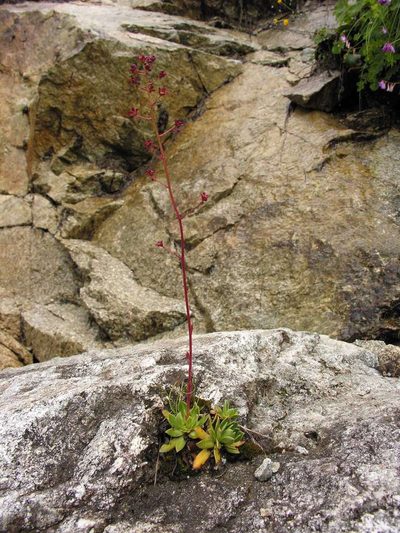 Saxifraga kolenatiana, photographed by Eugene Popov