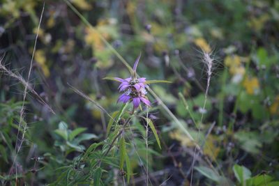 Monarda punctata, photographed by Neli Kanonerova