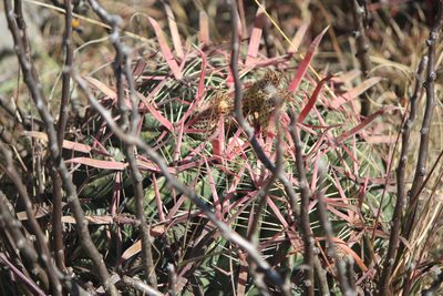 Ferocactus latispinus, photographed by José Belem Hernández Díaz