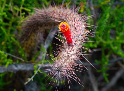 Cleistocactus baumannii, photographed by Jose Luis Navarro