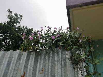 Ipomoea trifida, photographed by Erick Vélez Sánchez