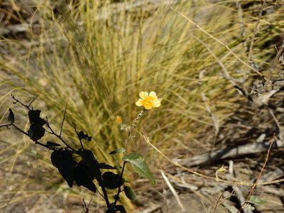 Wissadula gymnanthemum, photographed by Guillermo Debandi