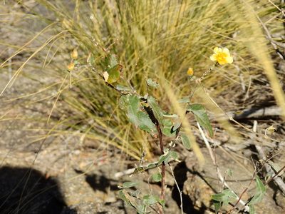 Wissadula gymnanthemum, photographed by Guillermo Debandi