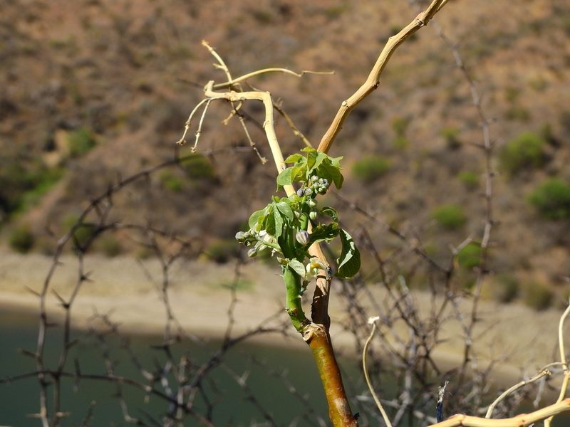 Manihot anisophylla, photographed by Guillermo Debandi