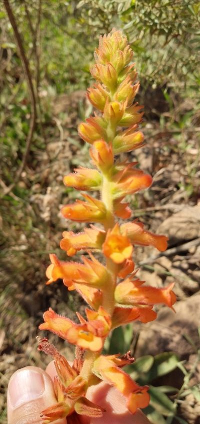 Sinningia allagophylla, photographed by Edson Luis Fabro Gasperin