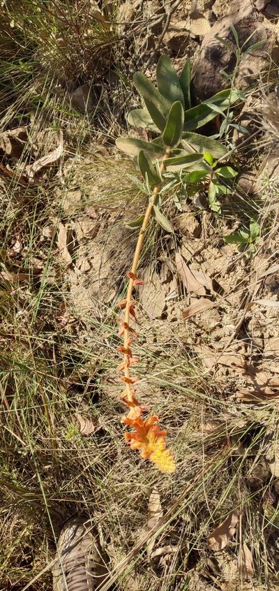 Sinningia allagophylla, photographed by Edson Luis Fabro Gasperin