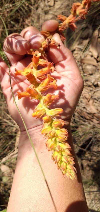 Sinningia allagophylla, photographed by Edson Luis Fabro Gasperin