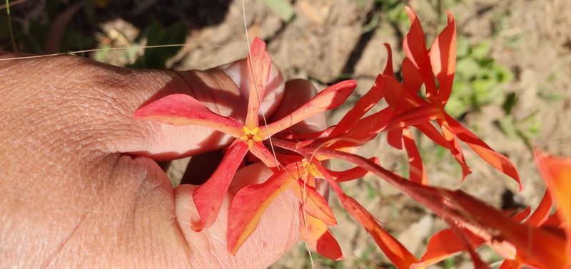 Mandevilla coccinea, photographed by Edson Luis Fabro Gasperin