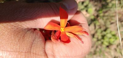 Mandevilla coccinea, photographed by Edson Luis Fabro Gasperin
