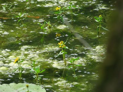 Bidens beckii, photographed by Ian Whyte