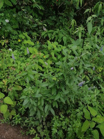 Salvia lavanduloides, photographed by Erick Vélez Sánchez