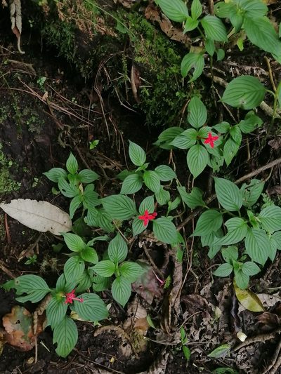Crusea coccinea, photographed by Erick Vélez Sánchez
