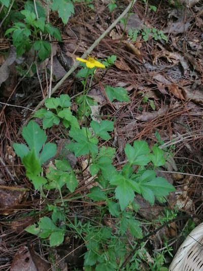 Bidens ostruthioides, photographed by Erick Vélez Sánchez
