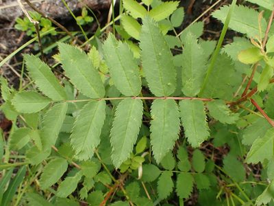 Sorbus scopulina, photographed by Matt Bowser