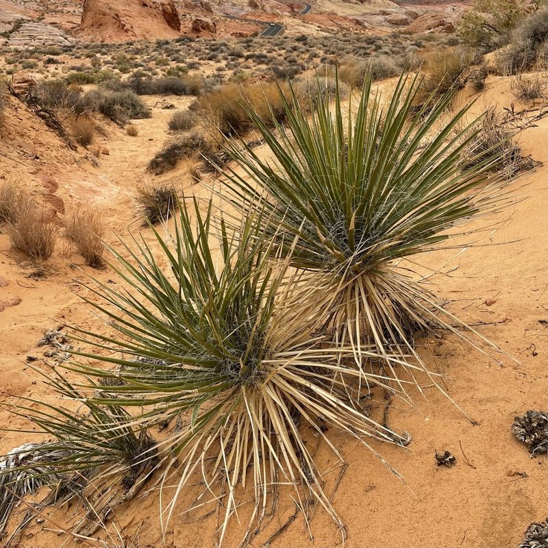 Yucca utahensis, photographed by zancat
