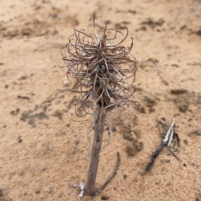 Oenothera deltoides