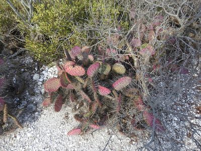 Opuntia gosseliniana, photographed by James M. Maley