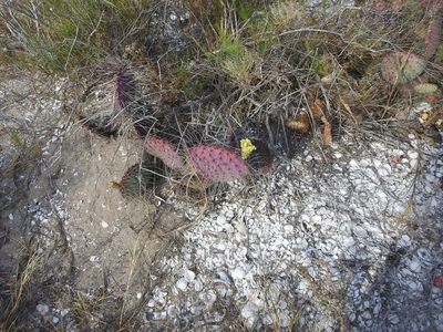 Opuntia gosseliniana, photographed by James M. Maley