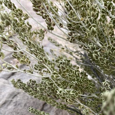Mortonia utahensis, photographed by zancat