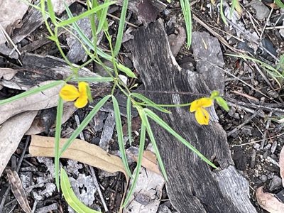 Zornia dyctiocarpa, photographed by Marilyn Connell