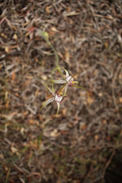 Caladenia serotina, photographed by Em Lamond