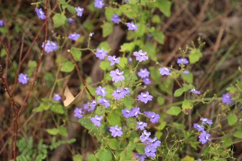 Dampiera hederacea, photographed by Em Lamond