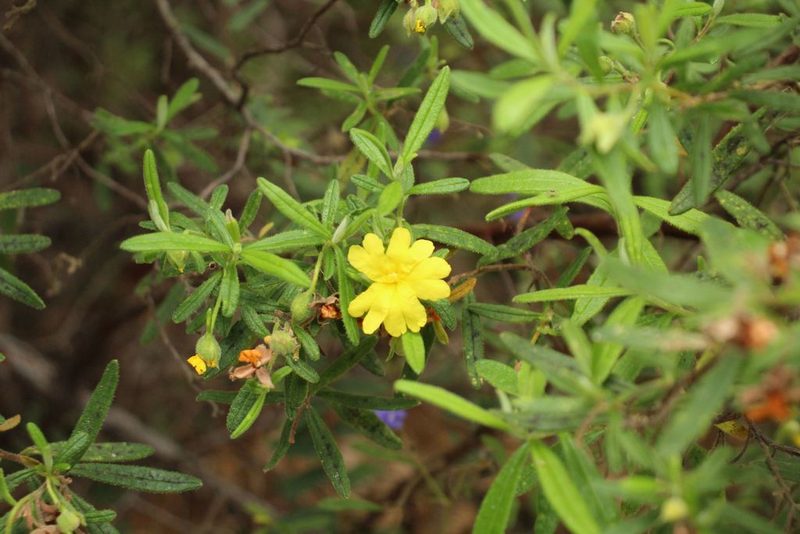 Hibbertia furfuracea, photographed by Em Lamond