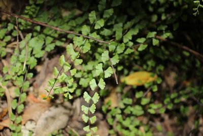 Lindsaea linearis, photographed by Em Lamond