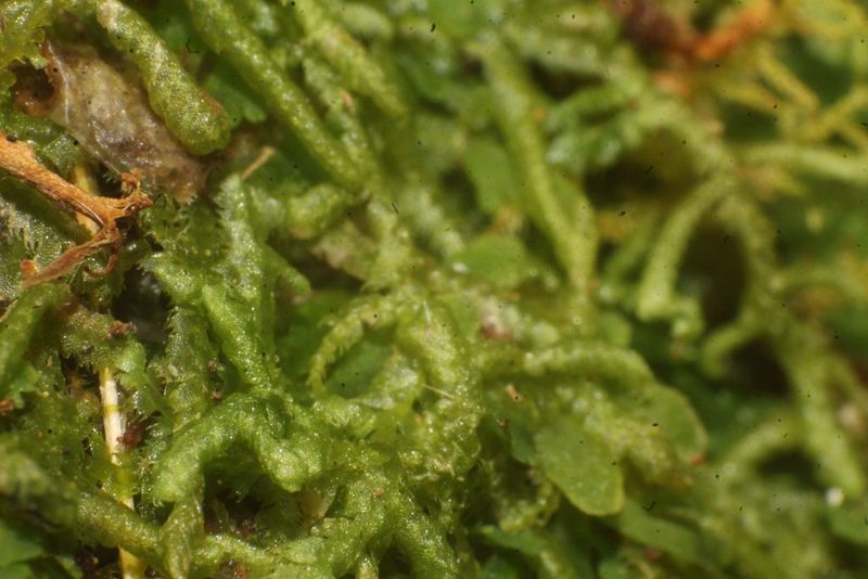 Ceramanus clatritexta, photographed by Em Lamond