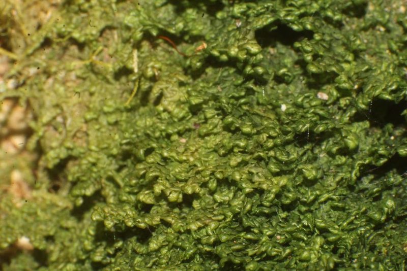 Radula buccinifera, photographed by Em Lamond