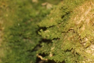 Radula buccinifera, photographed by Em Lamond