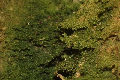 Radula buccinifera, photographed by Em Lamond