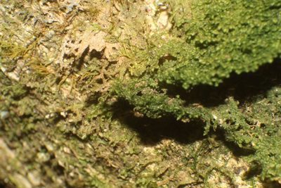 Radula buccinifera, photographed by Em Lamond