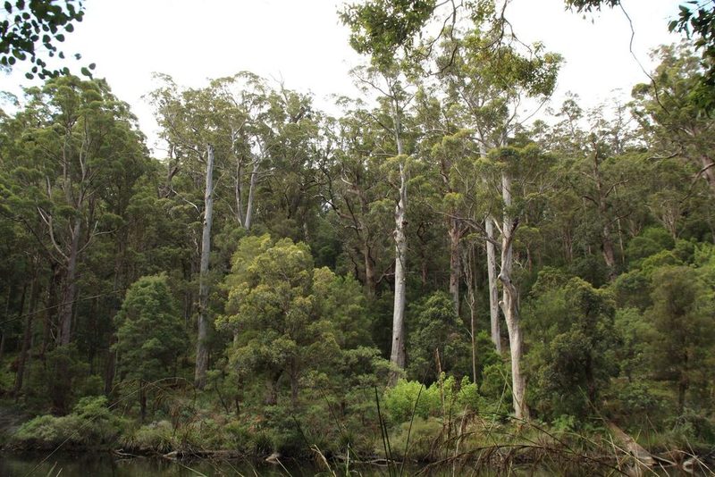 Eucalyptus diversicolor, photographed by Em Lamond