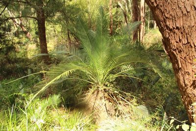Macrozamia riedlei, photographed by Em Lamond
