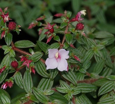 Monochaetum floribundum, photographed by desertnaturalist