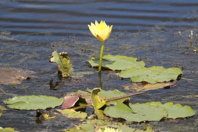 Nymphaea mexicana, photographed by Tom Field
