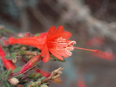 Epilobium canum, photographed by George Williams