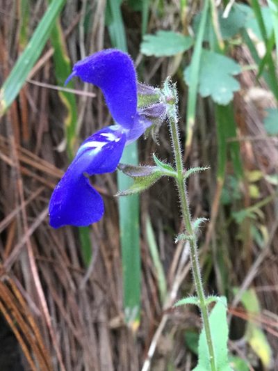 Salvia vitifolia, photographed by Erick Vélez Sánchez